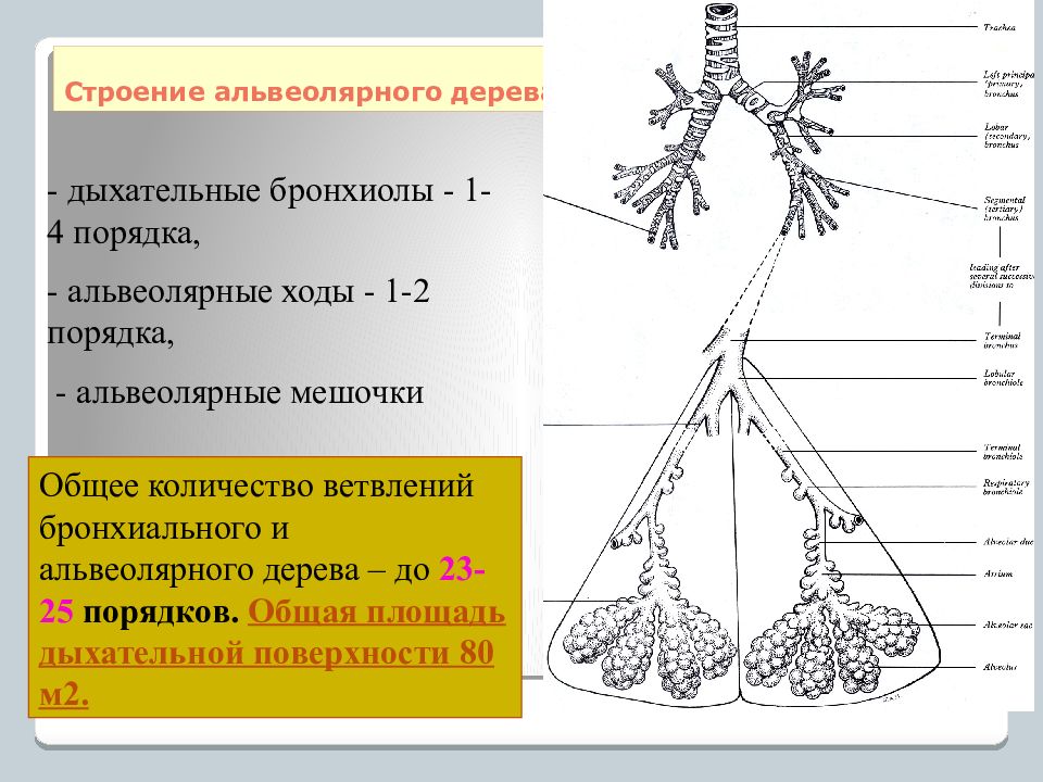 Бронхиолы. Состав альвеолярного дерева. Строение альвеолярного дерева. Строение бронхиального и альвеолярного дерева. Альвеолярное дерево ацинус.