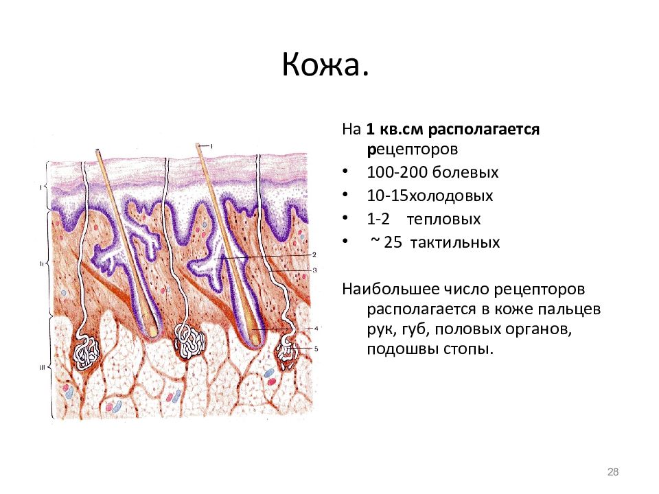 Тактильные рецепторы находятся в толще кожи. Холодовые рецепторы. Холодовые рецепторы кожи дуга.