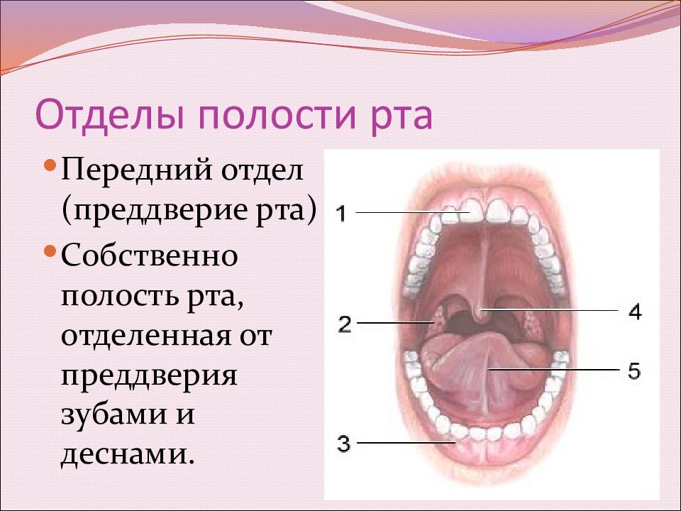 Преддверие полости