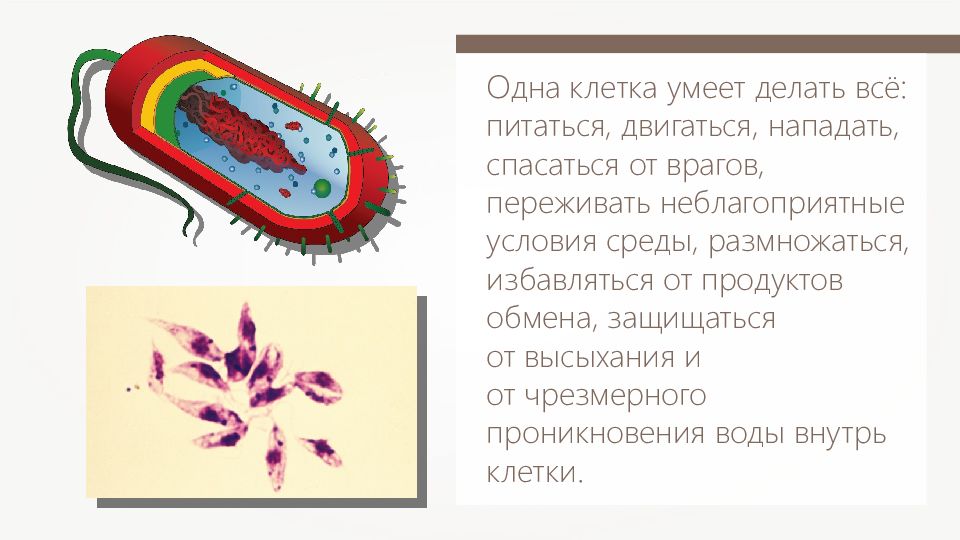 Клеточное строение организмов служит доказательством. Доядерные организмы прокариоты. Строение ядерных и доядерных клеток. Доядерные одноклеточные организмы. Одноклеточные прокариоты.