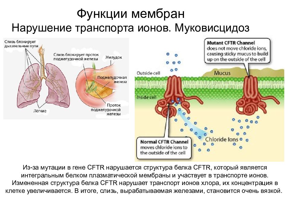 Транспорт ионов