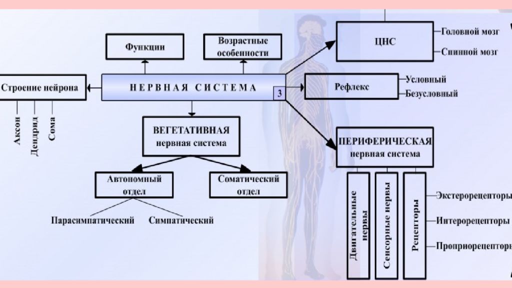 Возрастные особенности цнс презентация