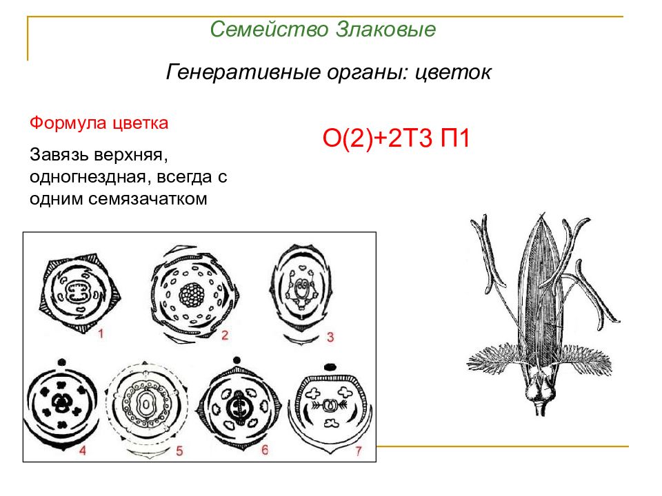 Генеративные органы злаковых рисунок егэ