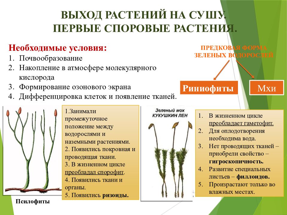 Выход цветов. Предпосылки выхода растений на сушу. Первые споровые растения. Первые наземные споровые растения. Споровые растения презентация.