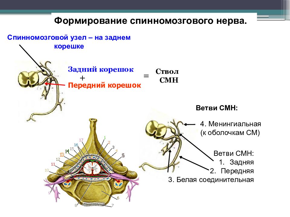 Схема формирования спинномозгового нерва