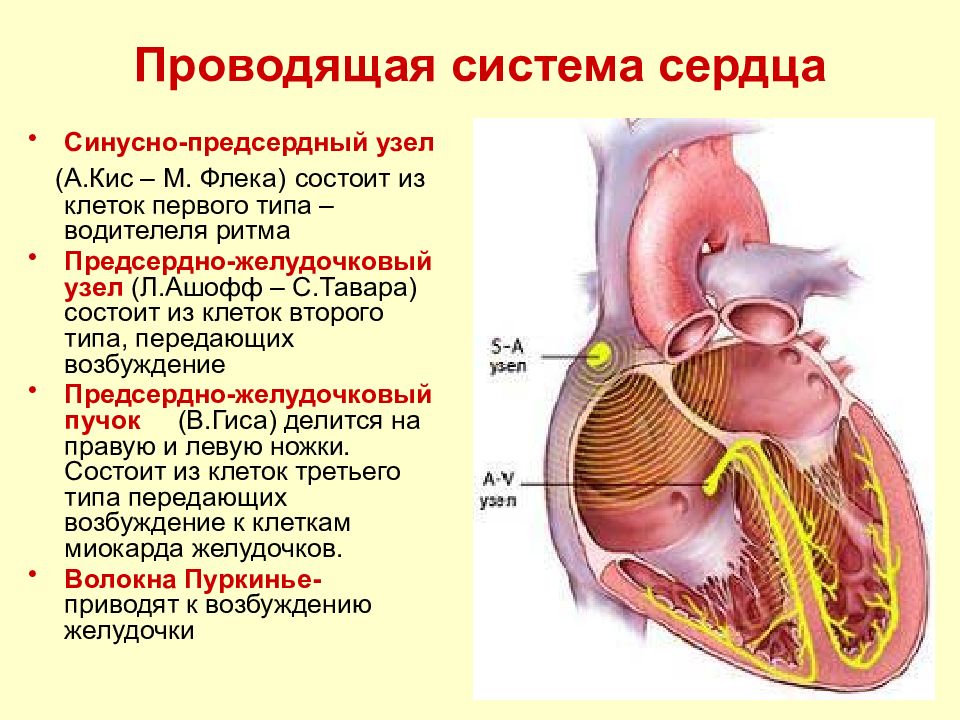 Физиология сердца схема