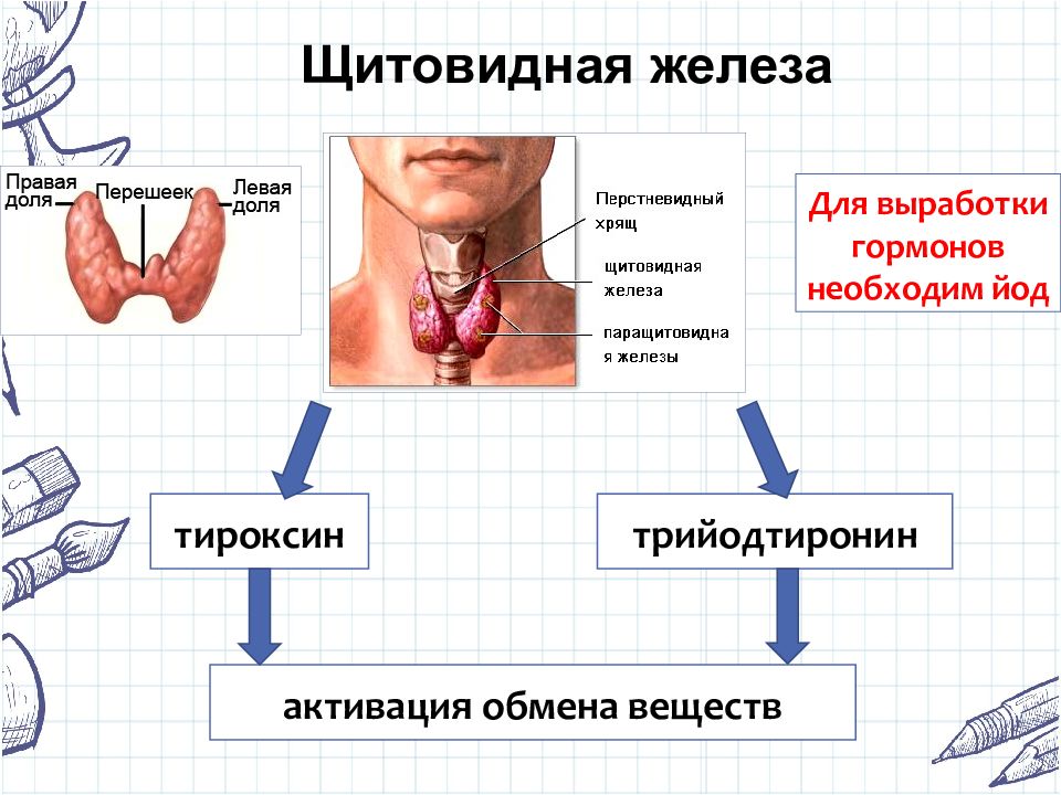 Пименов эндокринная система презентация