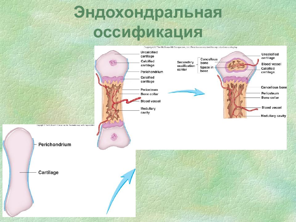 Пороки развития опорно двигательного аппарата презентация