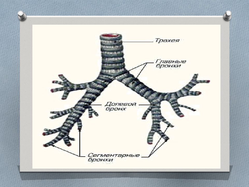 Бронхи хрящевые. Трахея животных анатомия. Строение трахеи анатомия животных. Строение трахеи. Строение трахеи и бронхов животных.