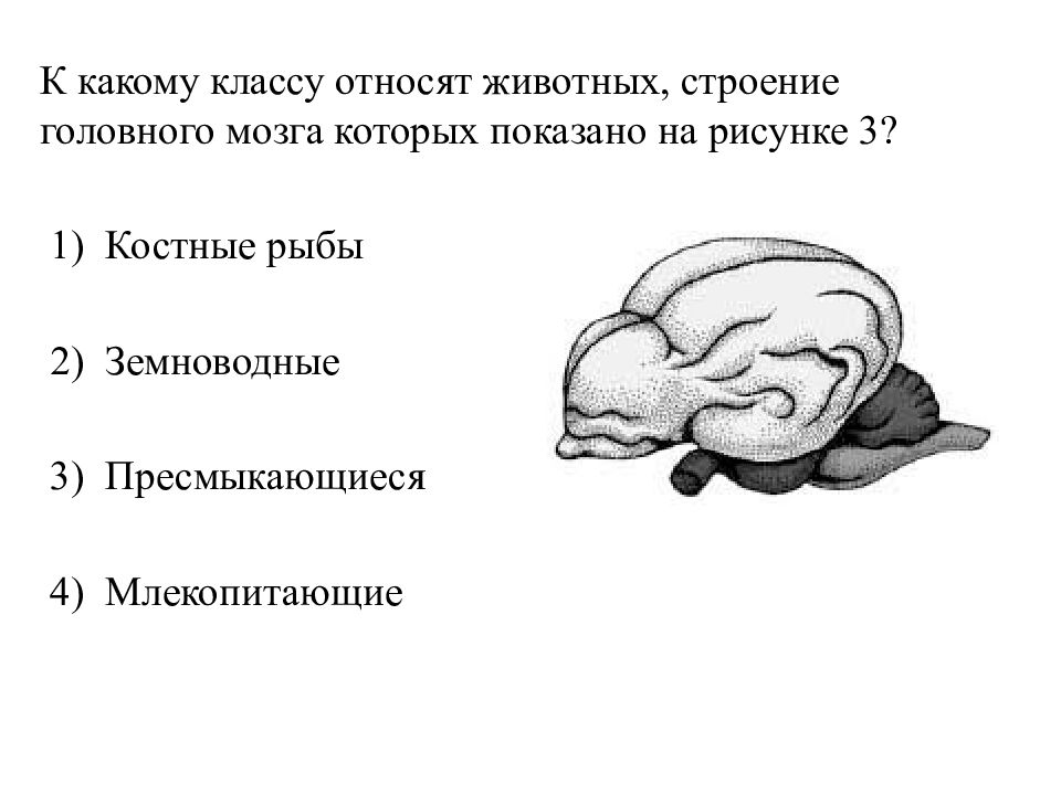 Впр биология 7 животные. Головной мозг позвоночных животных. Мозг классов животных. Головной мозг млекопитающих. К какому классу относят строение головного мозга.