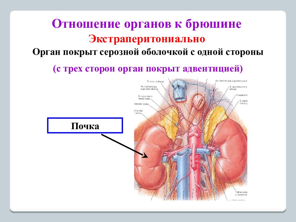 Взаимоотношение органов. Отношение почки к брюшине. Отношение органов к брюшине. Печень по отношению к брюшине. Печень по отношению к брюшине расположена.