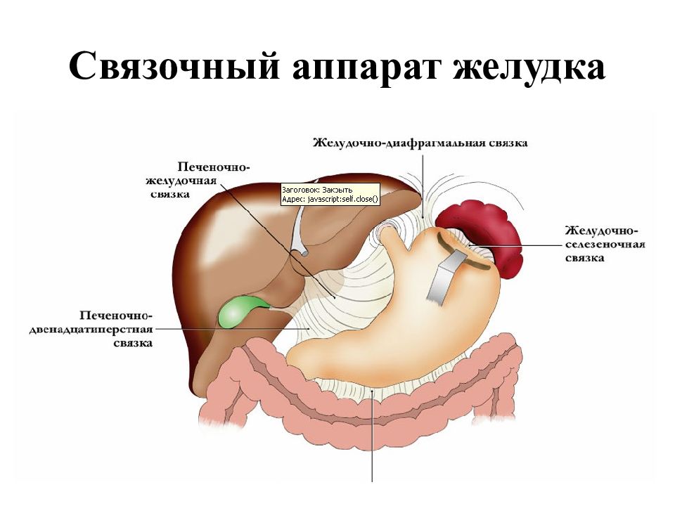 Малый сальник картинка