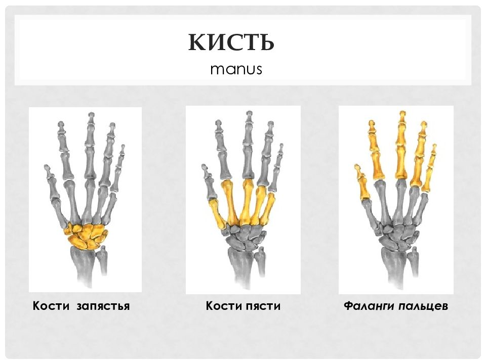 Кости пясти. Manus кисть. Кости пясти и запястья. Запястье пясть и фаланги.