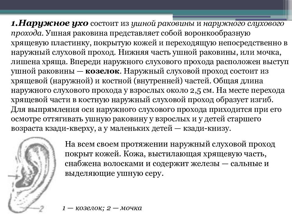 Козелок ушной раковины где находится. Проводниковый отдел слухового анализатора. Что входит в периферический отдел слухового анализатора. Периферический отдел слухового анализатора.