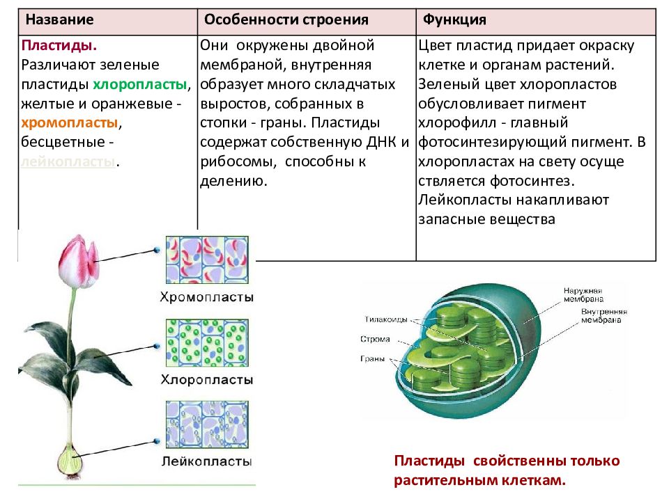 Многообразие клеток 9 класс. Многообразие клеток строение 9 класс. Многообразие клеток их деление 9 класс биология. Многообразие клеток растений.