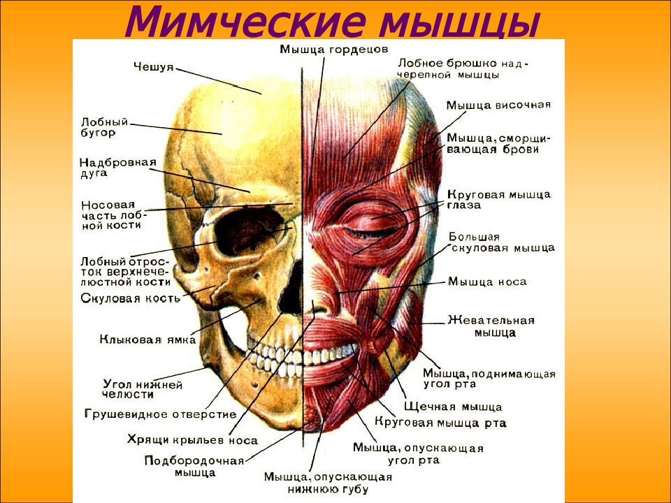 Мышцы головы картинки