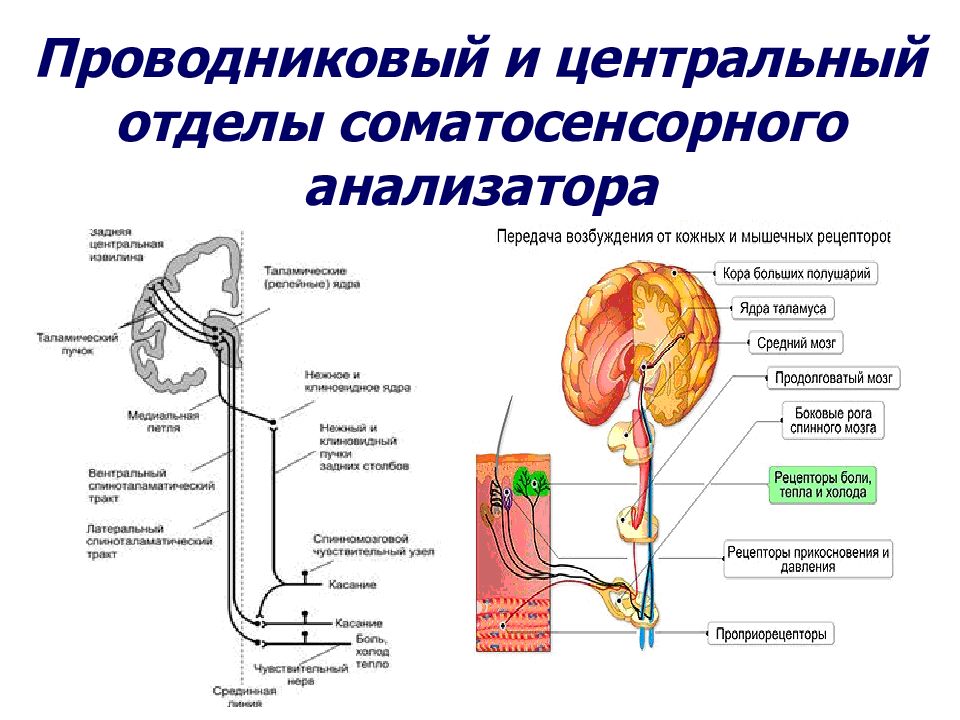 Строение проводникового отдела. Схема кожного анализатора физиология. Строение соматосенсорного анализатора схема. Кожный анализатор строение физиология схема. Проводниковый отдел тактильного анализатора схема.