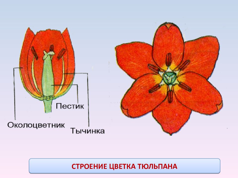 Тюльпан рисунок биология