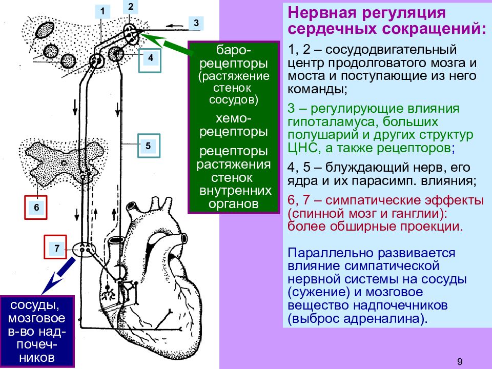 Адреналин и дыхательный центр. Сосудодвигательный центр продолговатого мозга. Сосудодвигательный центр в спинном мозге. Сосудодвигательный центр гипоталамус. Функции сосудодвигательного центра продолговатого мозга.