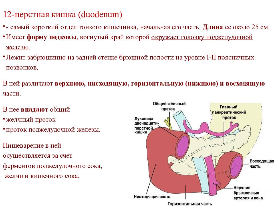 Лимфатические узлы поджелудочной железы