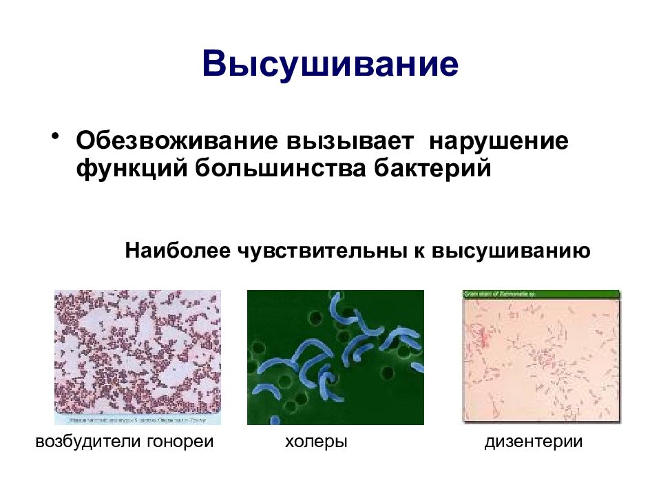 Экология микроорганизмов презентация