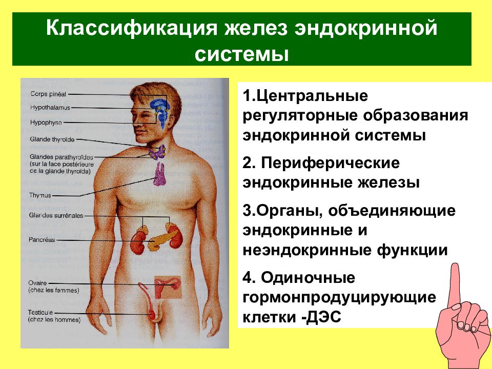 Эндокринная система человека презентация 8 класс