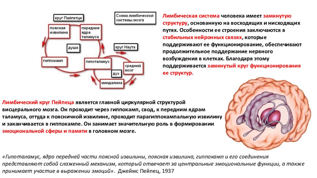 Схема лимбическая система