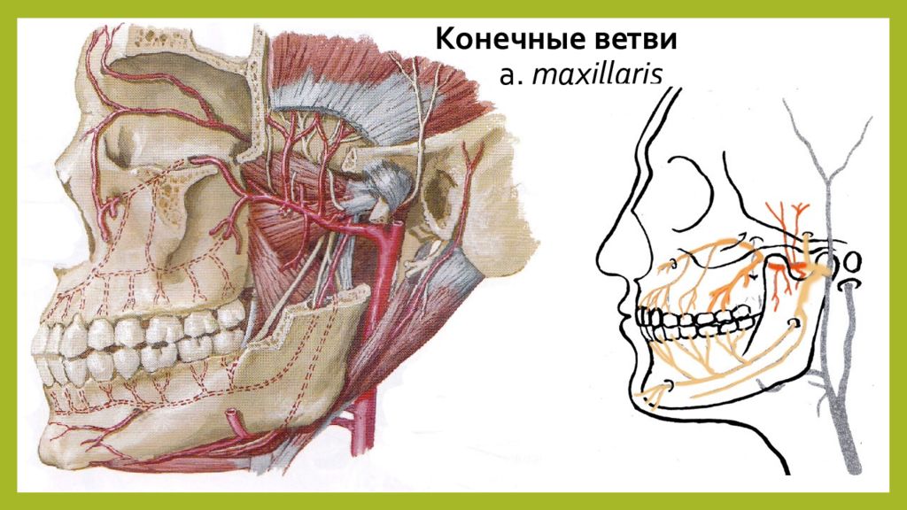 Конечные ветви. Конечные ветви n maxillaris. Ветви a.maxillaris в 1-ом сегменте:.