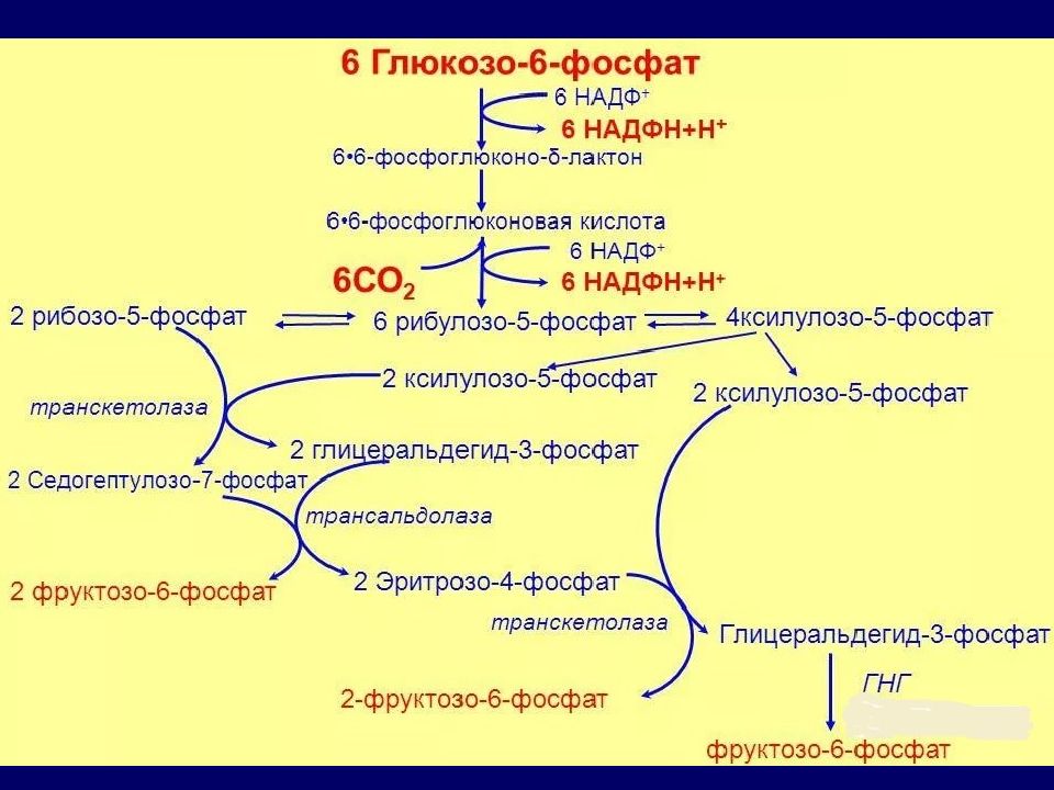 Схема регуляции гликолиза и глюконеогенеза