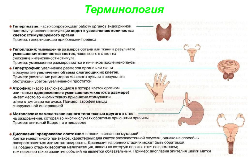 Увеличение органа. Увеличение количества клеток органа. Увеличение размеров и массы клеток тканей или органов. 1. Увеличение количества клеток органа. Уменьшение объема органа.