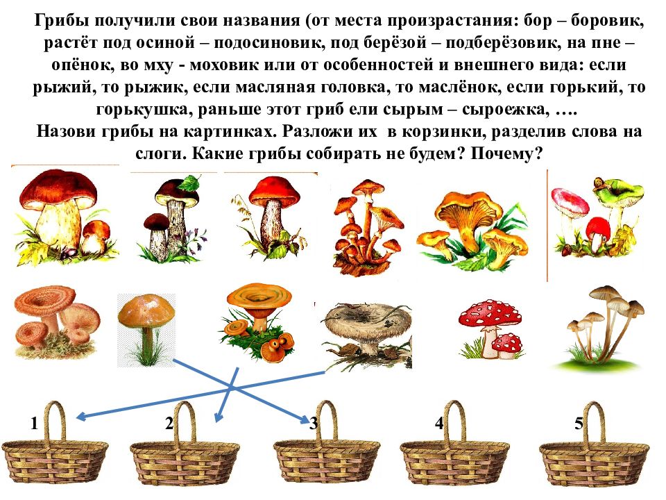 Лексическая тема грибы ягоды. Лексическая тема грибы. Задания по теме грибы для дошкольников. Логопедическое задание для дошкольников на тему грибы и ягоды. Лексическая тема грибы теремкова.