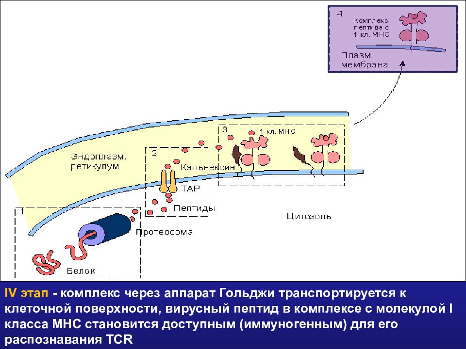 Комплекс через. Поверхностный Рецептор МНС. МНС пептид TCR эффекты. Через пороговые комплексы в ядро транспортируется. Главный комплекс гистосовместимости верно все кроме.