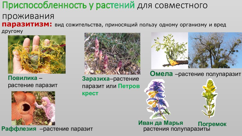 Структура растительного сообщества