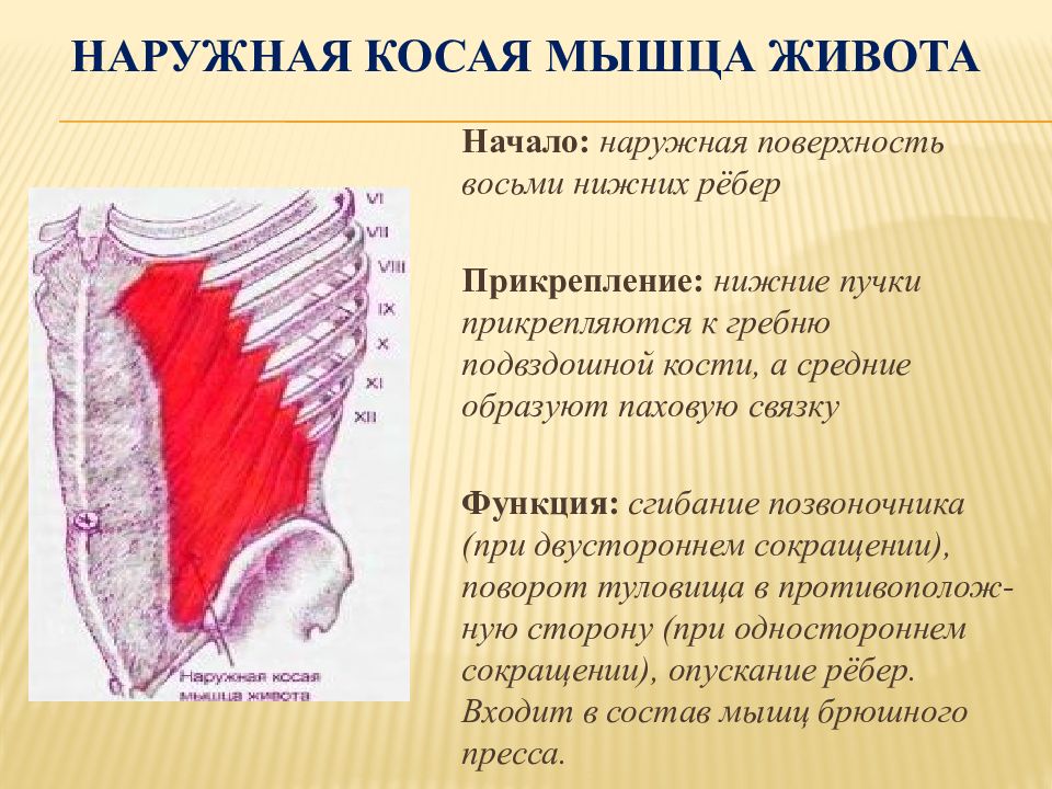 Наружная косая мышца. Наружная косая мышца живота начало и прикрепление функции. Функция наружной косой мышцы живота. Наружная косая мышца живота функции. Косые мышцы живота анатомия и функции.