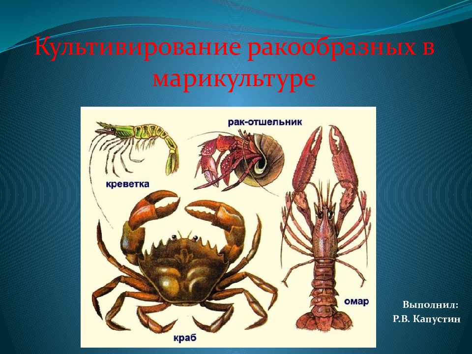 Культивирование ракообразных в марикультуре Выполнил: Р.В. Капустин