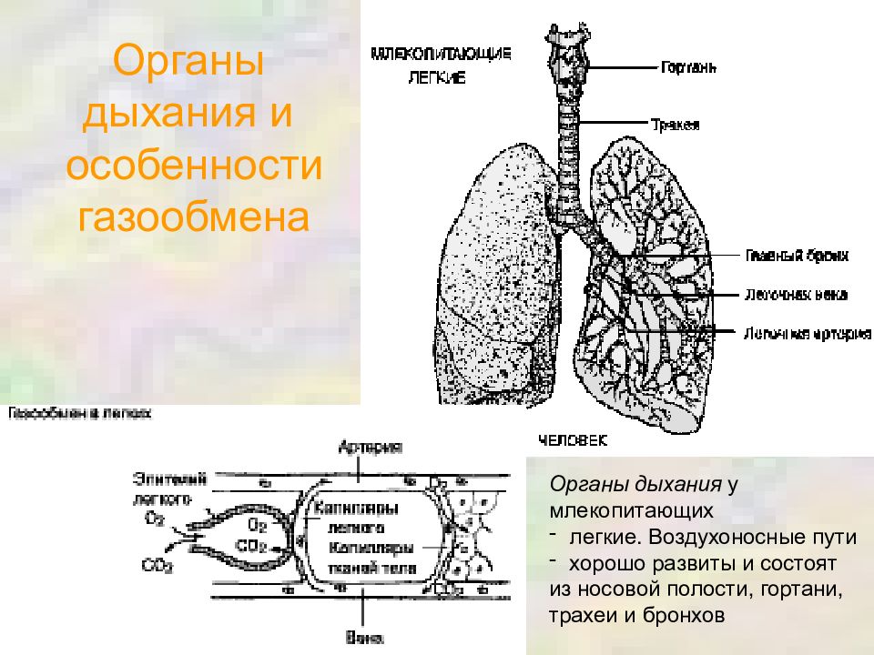 Дыхание белки