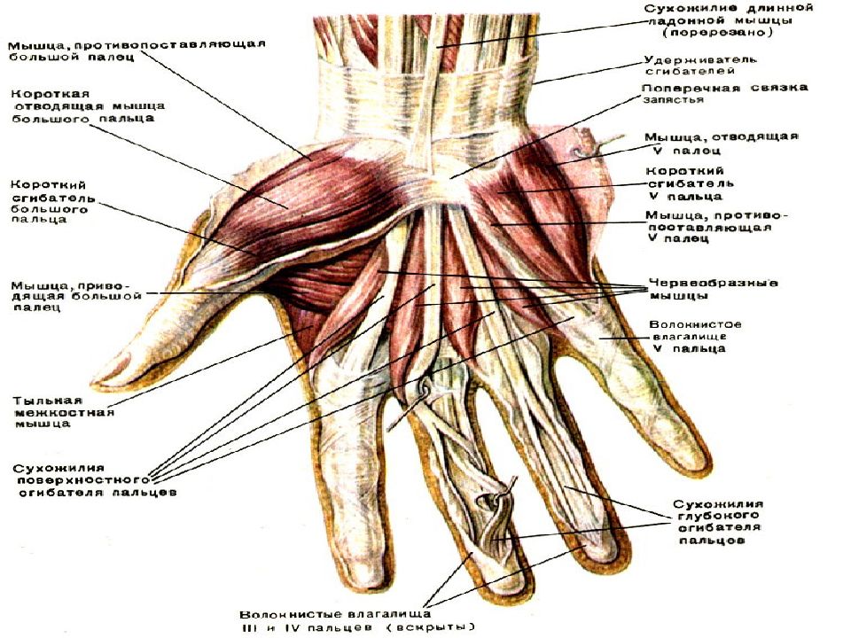 Сухожилия на руке. Связки пальцев руки анатомия. Связочный аппарат пальцев кисти. Мышцы кисти анатомия тыльная сторона. Связки запястья анатомия.