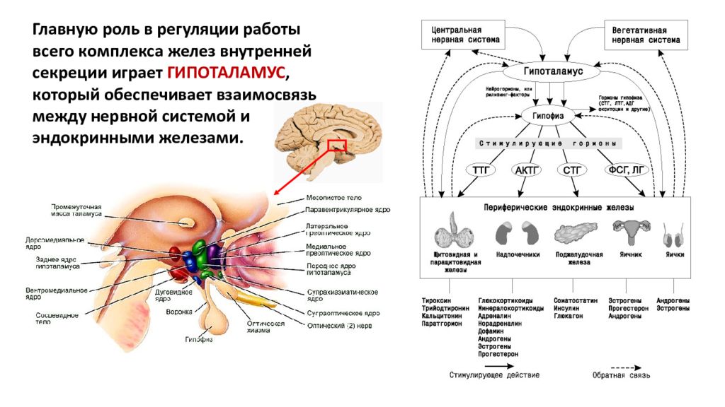 Железа регулирующая работу других желез. Лимбическая система высший центр регуляции ВНС. Регуляция вегетативной нервной системой гипоталамусом схема. Гипоталамус на схеме мозга. ЦНС гипоталамус схема.