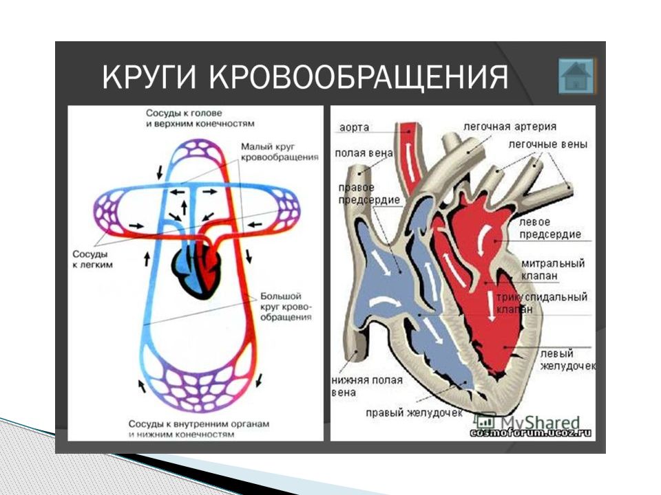 Строение и основные функции крови и кровообращения презентация