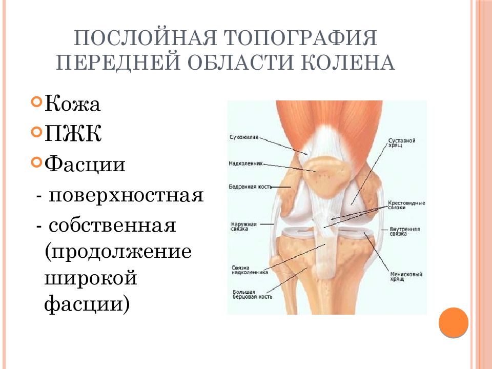 Топографическая анатомия нижней конечности презентация