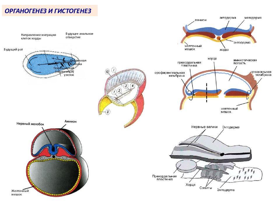 Первичный мешок. Гистогенез в эмбриогенезе. Гистогенез конспект. Гистогенез и органогенез.