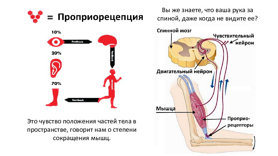 Схема мышечного чувства