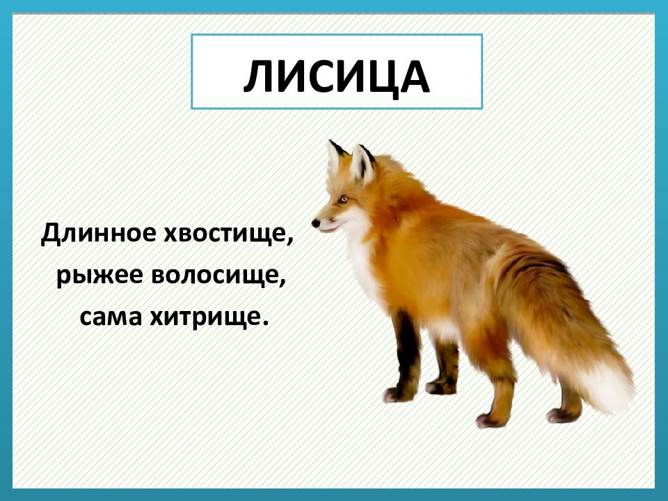 Началова загадки лисы читать. Лиса загадка. Загадка о лисе. Загадка про лису для детей. Загадка про лисицу.