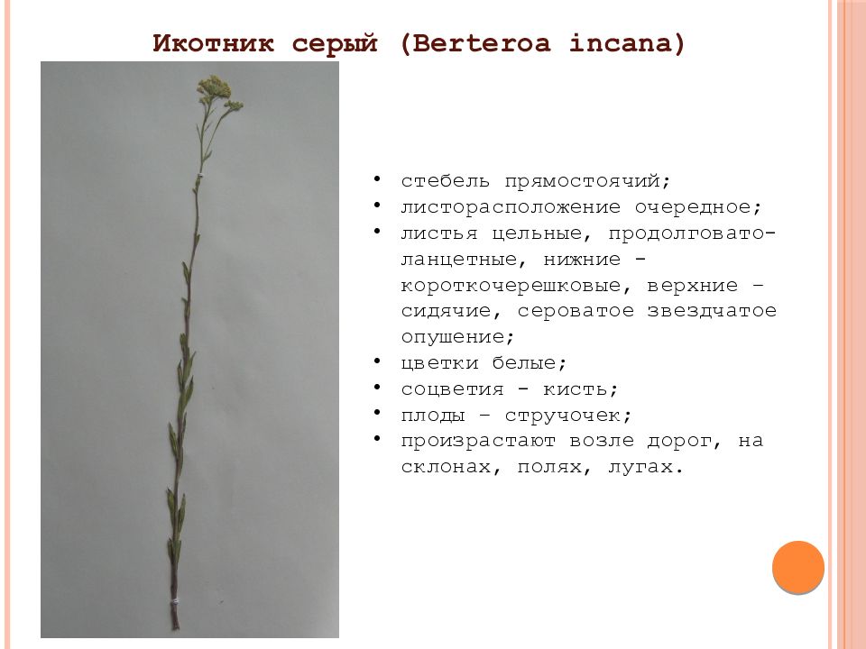 Из за содержания в стеблях и листьях. Икотник плод. Икотник серый (Berteroa incana). Икотник серо-зеленый морфологическое описание. Икотник серый формула цветка