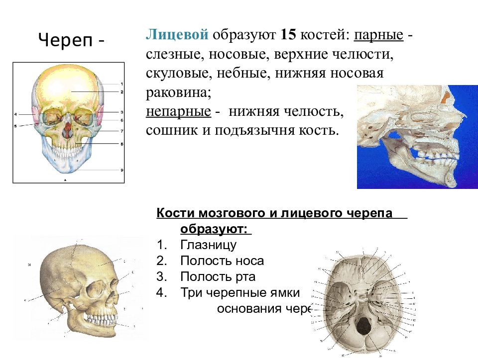 Носовая кость лицевого черепа. Сошник кость черепа анатомия. Носовая кость черепа анатомия. Нижняя носовая раковина кость черепа анатомия. Кости черепа сошник.