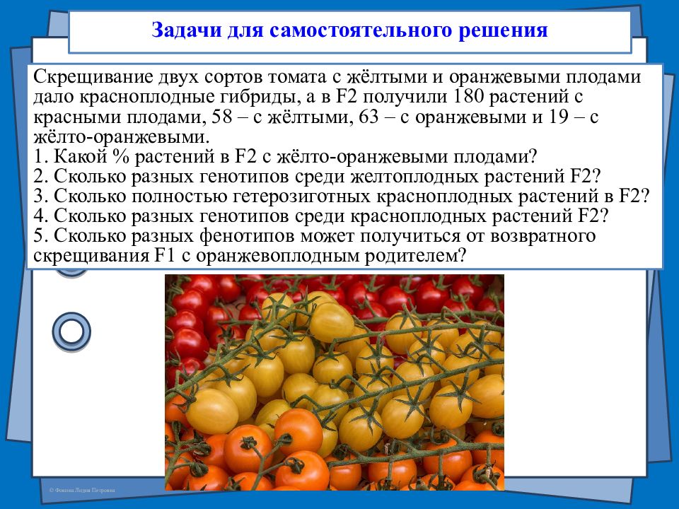 При скрещивании томатов. Скрещивание томатов. Скрещивание двух сортов томатов. Томаты гибридное скрещивание. Скрещивание гибридных растений с сортовыми.