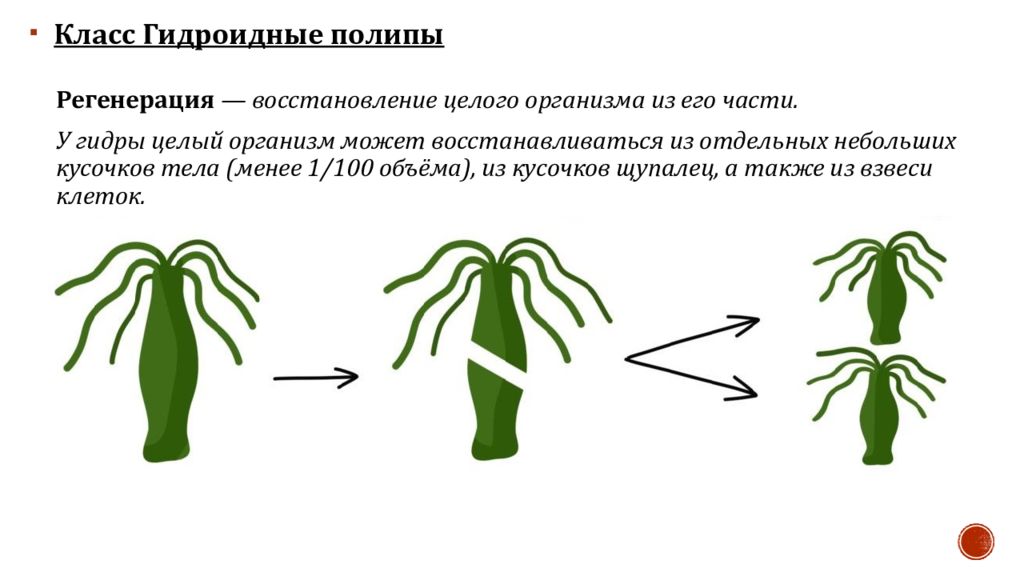 гидроидные полипы представители. представители гидроидных 7 класс биология. биология 7 класс медузы. класс гидроидные 7 класс. гидроидные полипы представители.