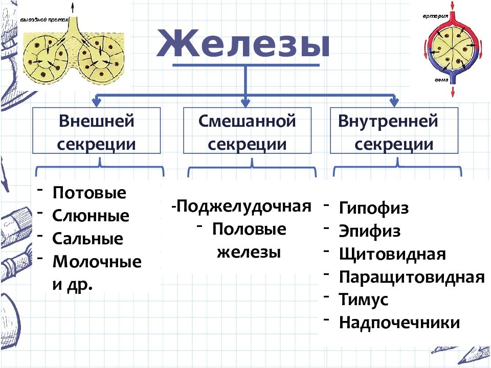 3 типа секреции