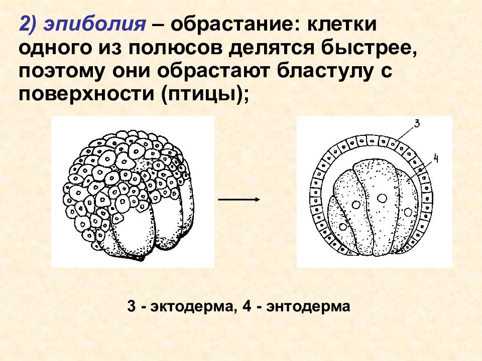 Размер бластулы