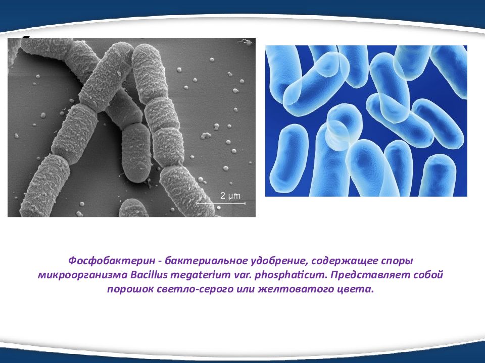 Бактериальные удобрения презентация